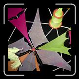 CRW_6244 * 801 x 600 * (91KB)